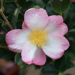 Christmas Camellia 'Versicolor'